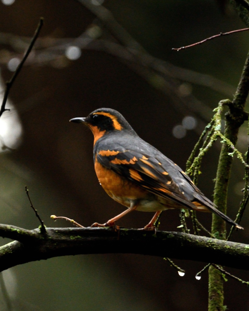 Varied Thrush - ML616764311