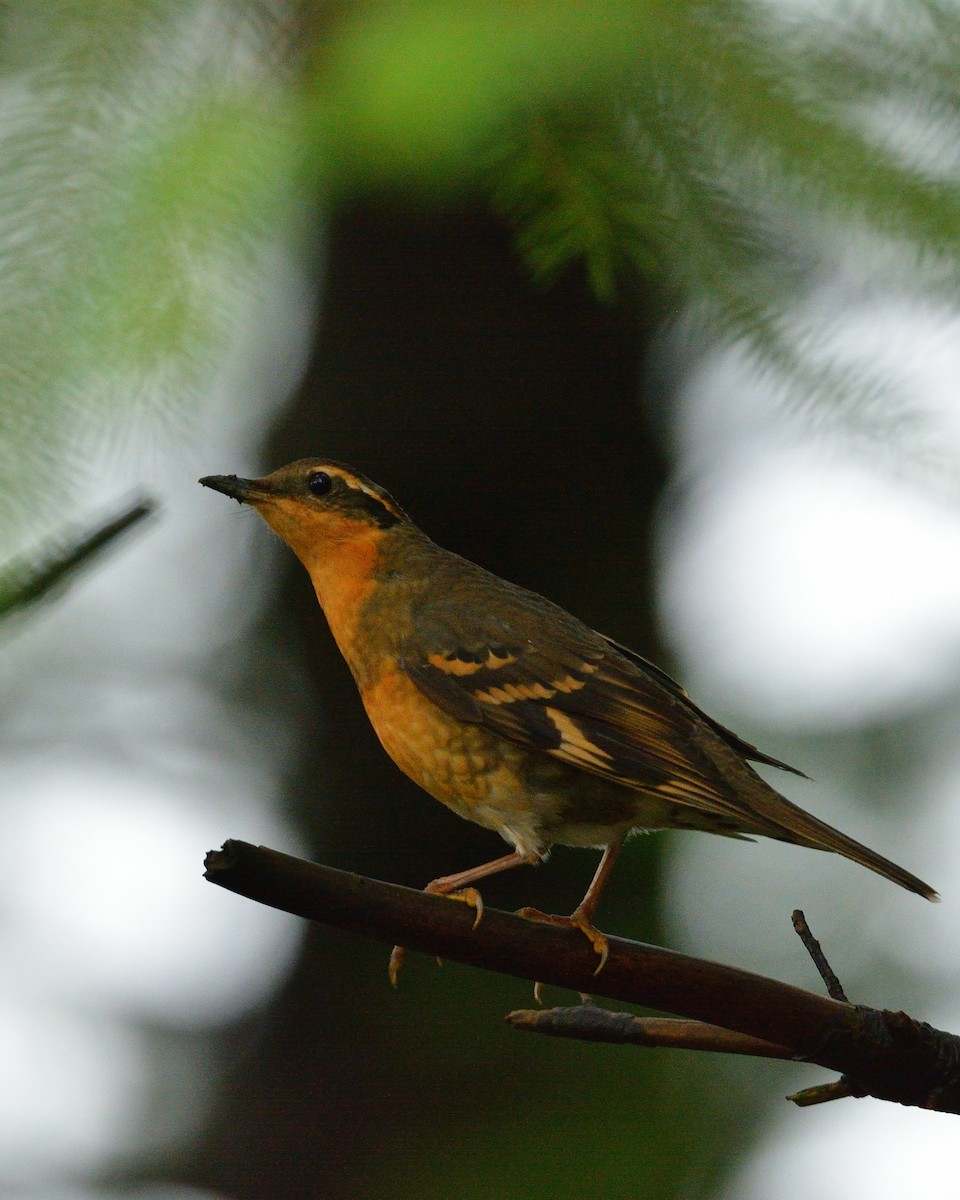 Varied Thrush - ML616764312