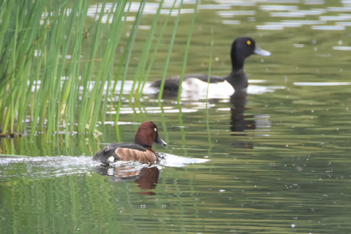 Ferruginous Duck - ML616764372