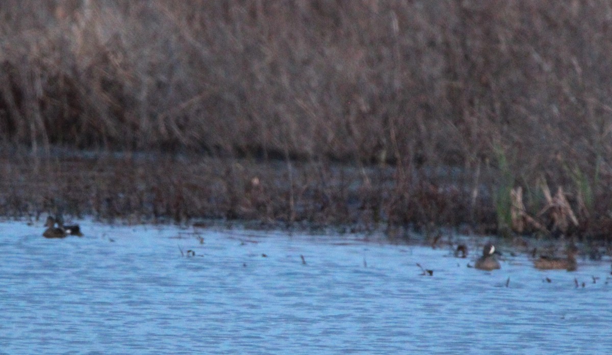 Blue-winged Teal - ML616764373