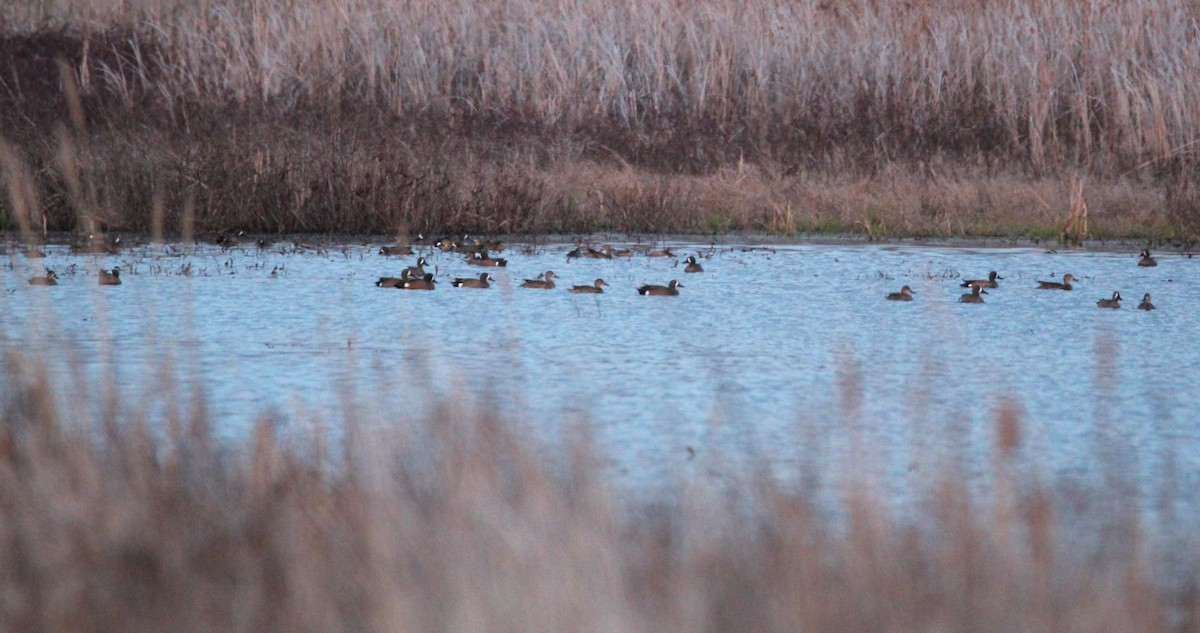 Blue-winged Teal - ML616764374