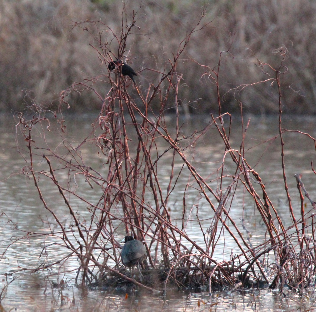 American Coot - Cristopher McFall