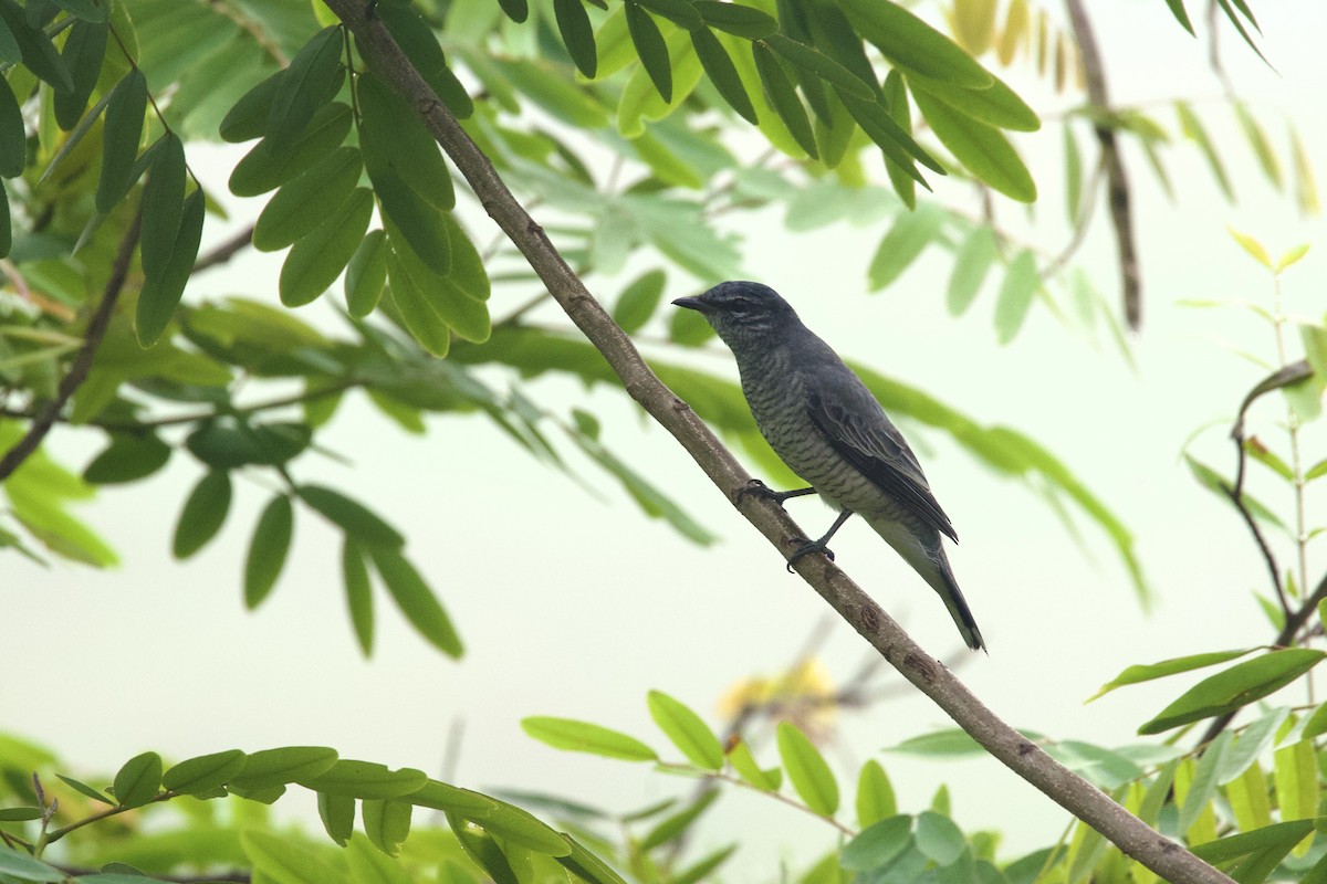 Black-headed Cuckooshrike - ML616764398