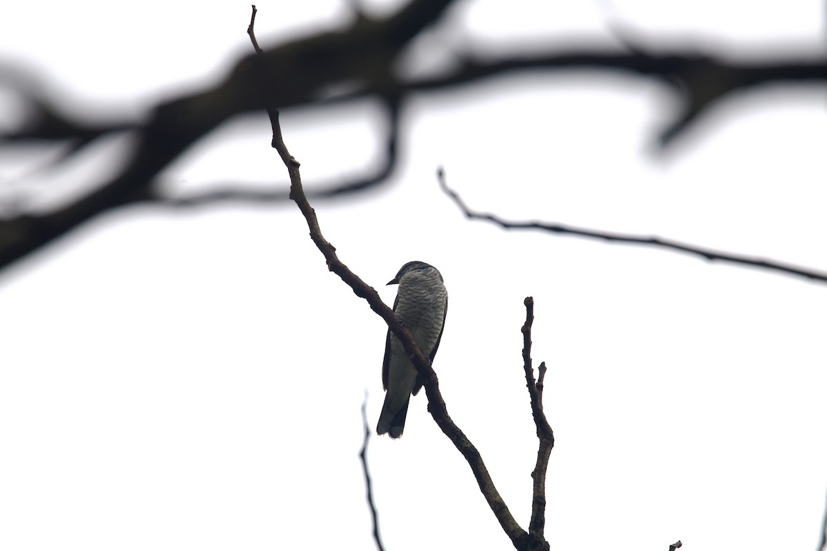 Black-headed Cuckooshrike - ML616764400