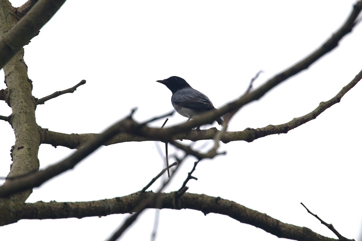 Black-headed Cuckooshrike - ML616764401