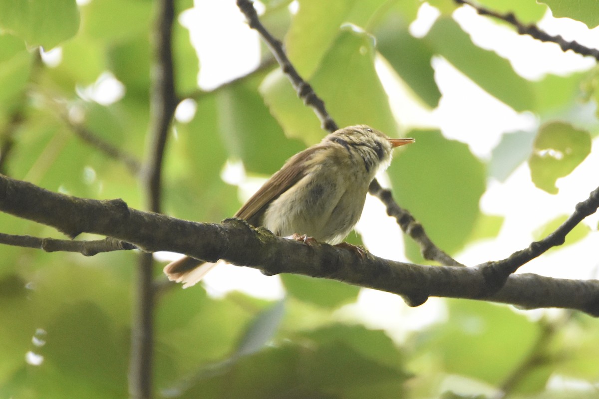 Iberian Chiffchaff - ML616764440