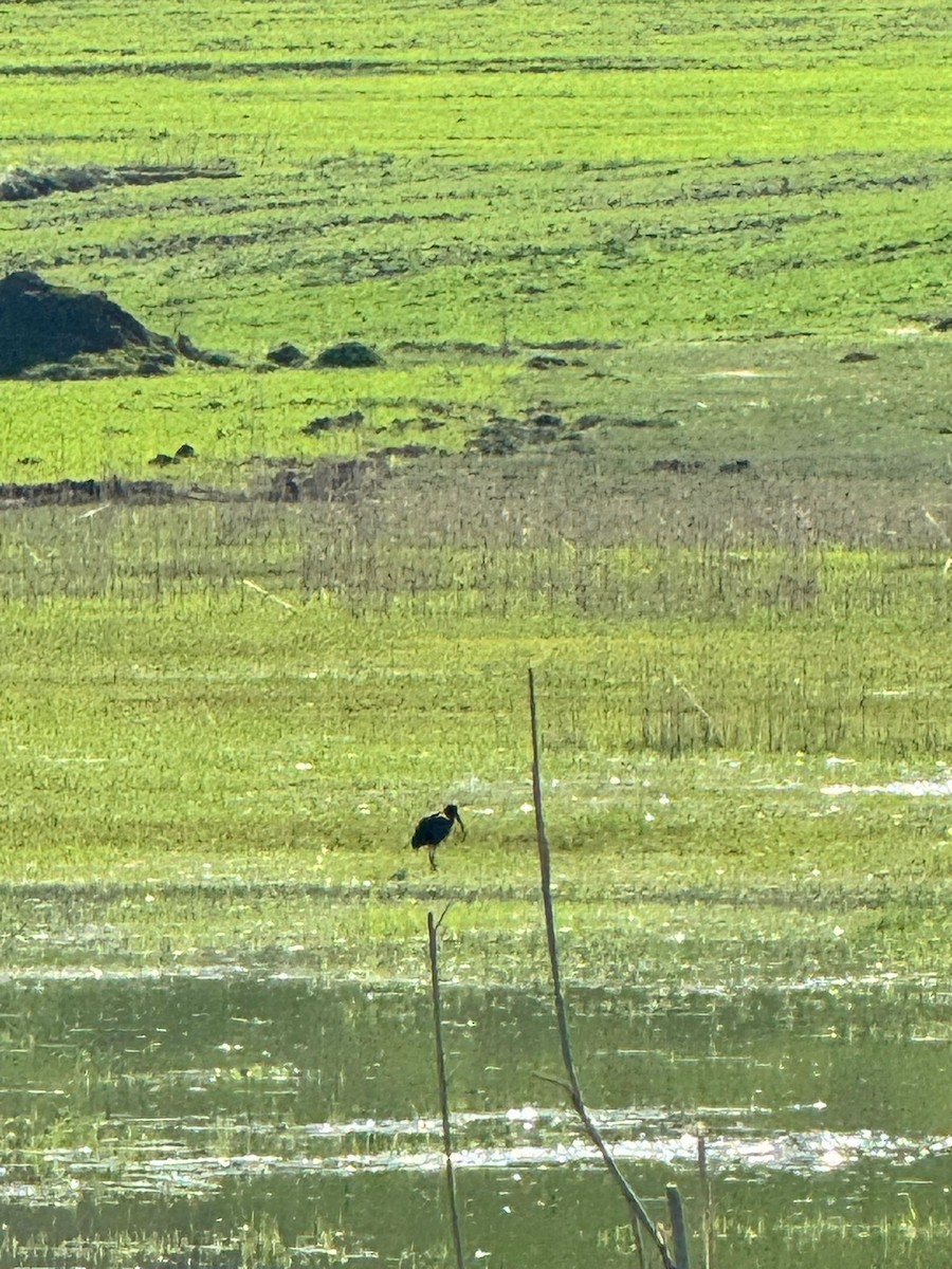 Glossy Ibis - ML616764479
