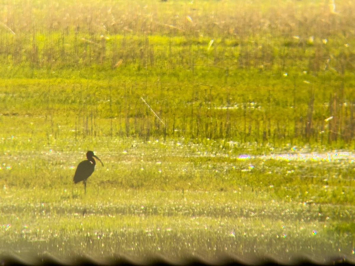 Glossy Ibis - ML616764480