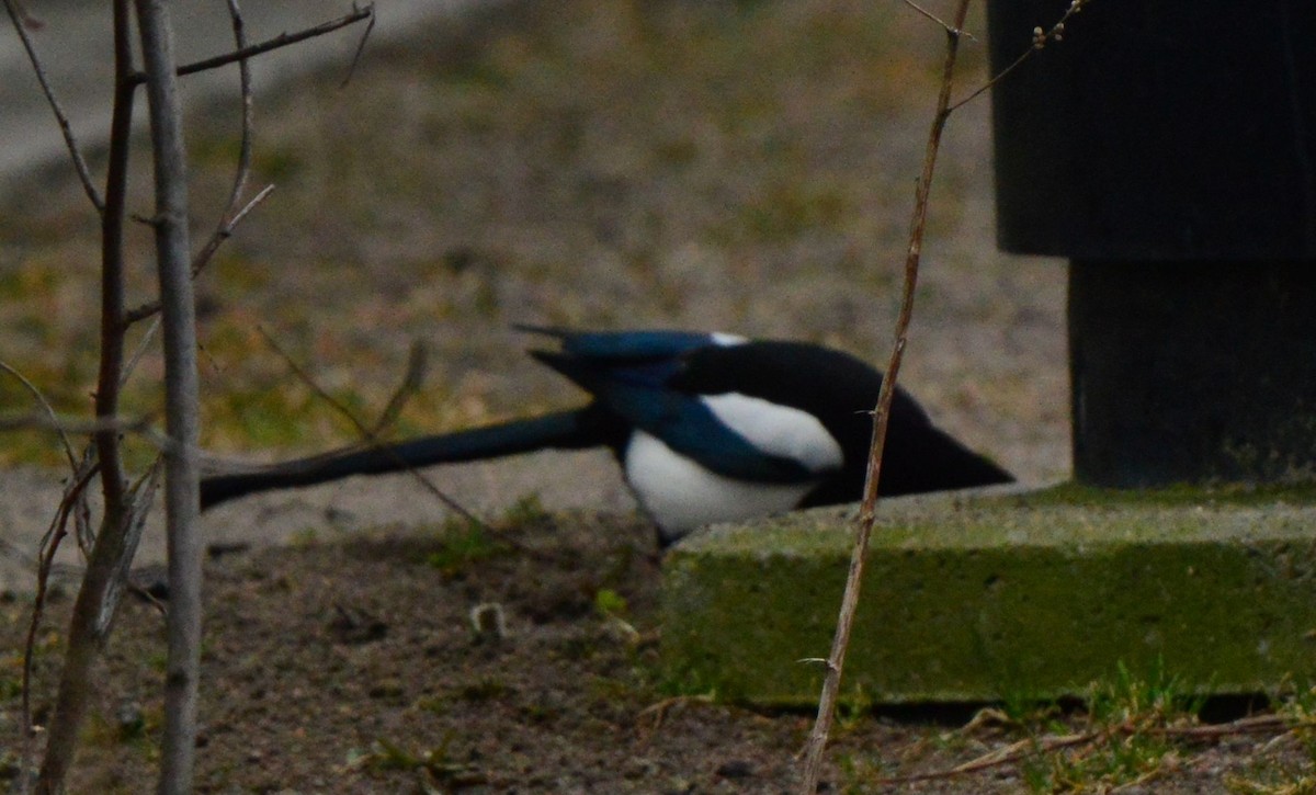 Eurasian Magpie - ML616764493