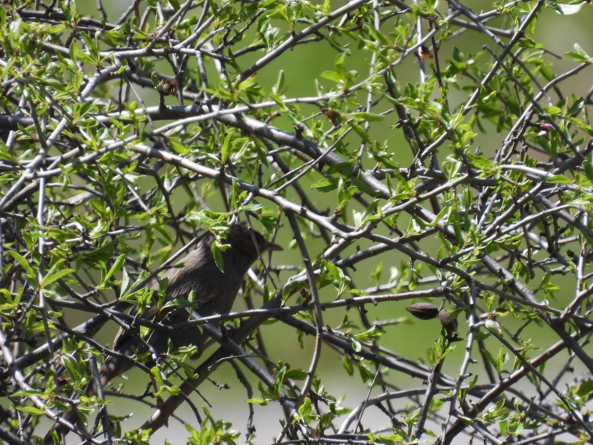 Streaked Laughingthrush - ML616764497