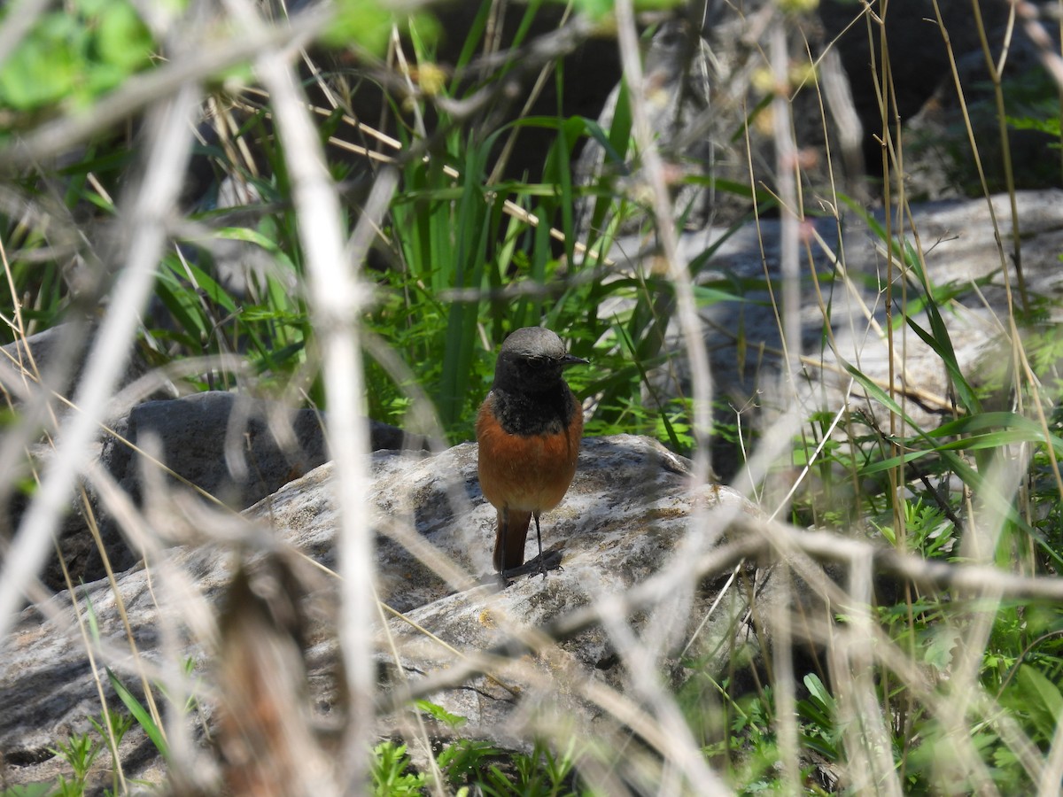 Black Redstart - ML616764507