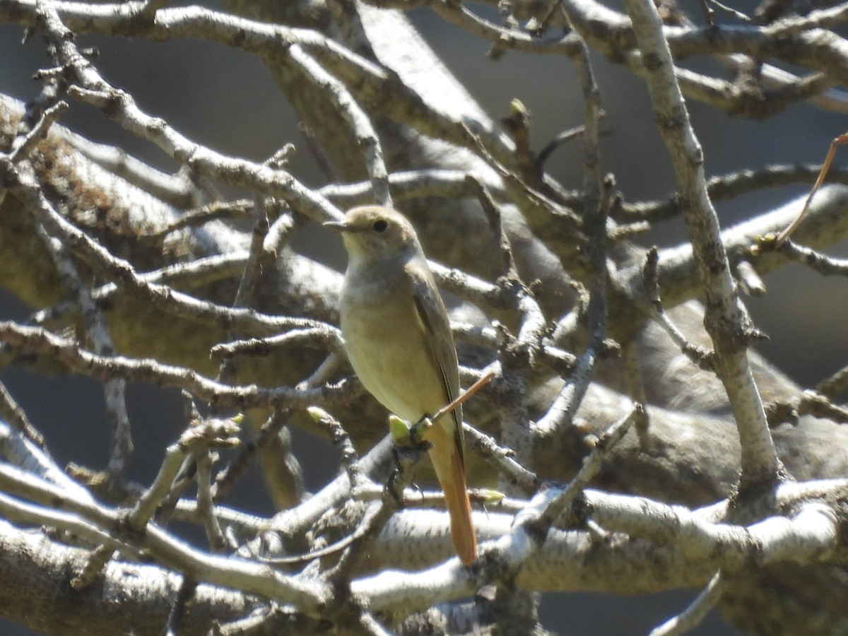 Black Redstart - ML616764510