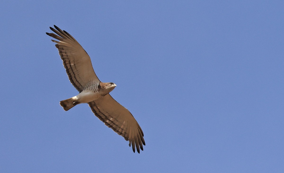 Beaudouin's Snake-Eagle - ML616764535