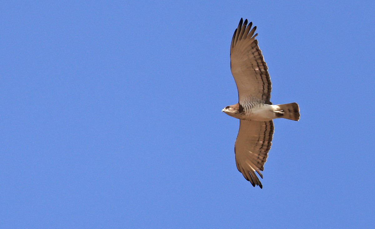 Beaudouin's Snake-Eagle - ML616764536