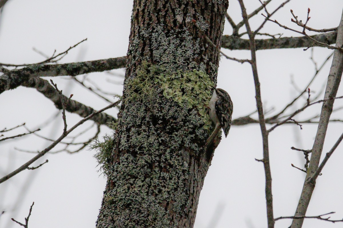 Brown Creeper - Catherine Holland