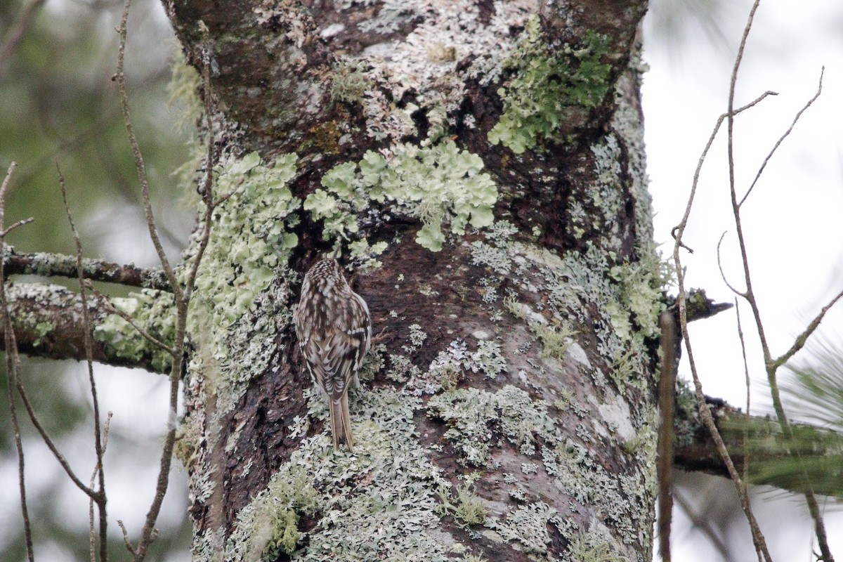 Brown Creeper - Catherine Holland