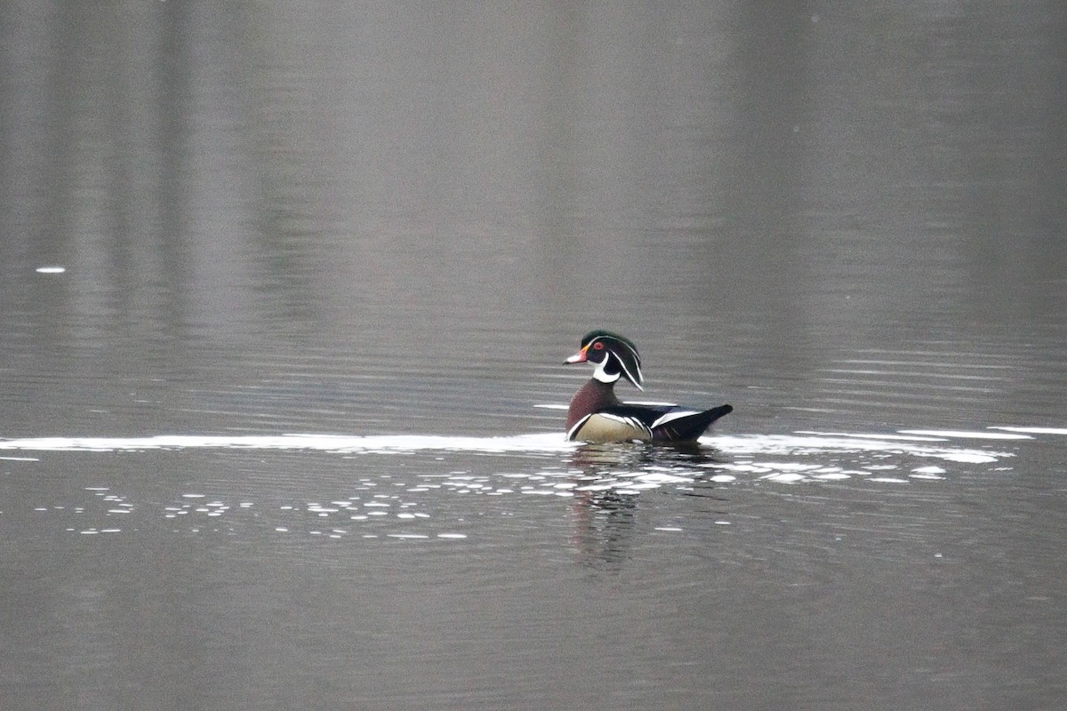 Wood Duck - ML616764576