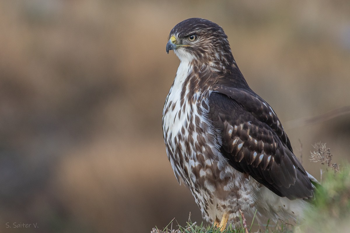 Rufous-tailed Hawk - ML616764629