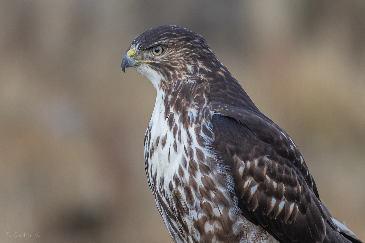Rufous-tailed Hawk - ML616764630