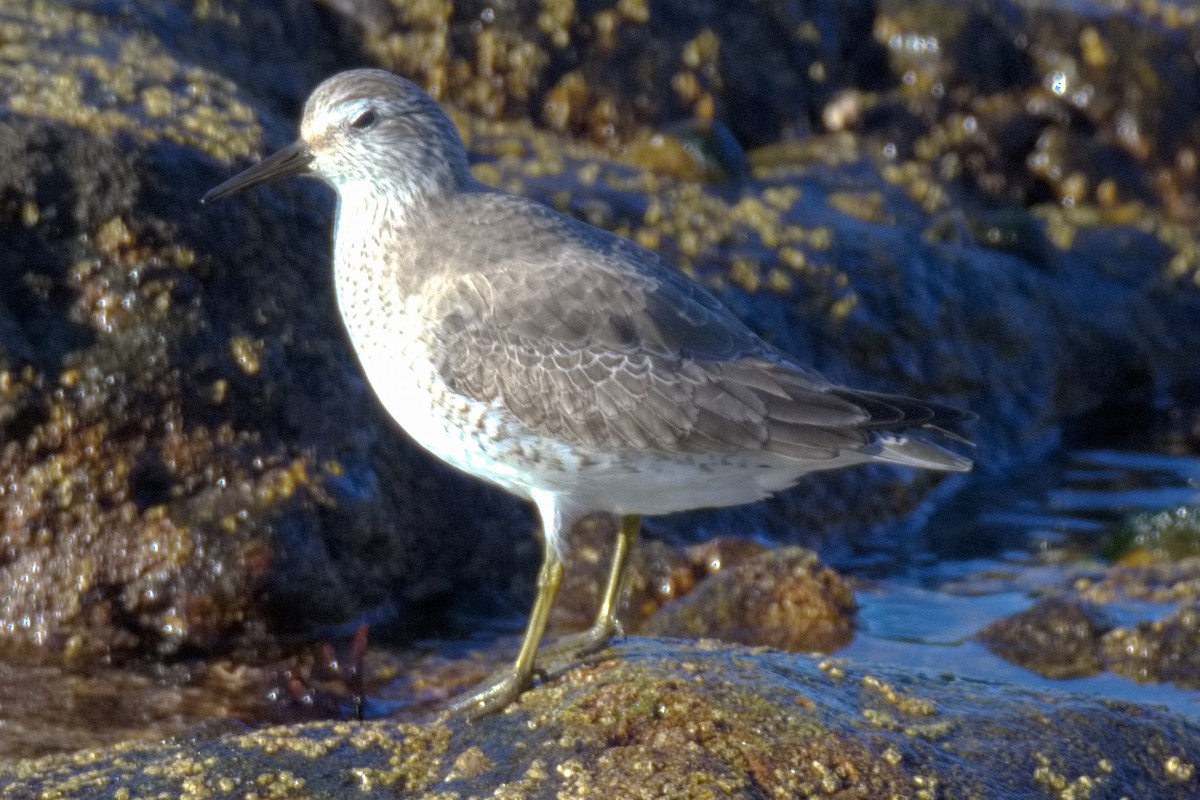 Red Knot - Bruce Kerr