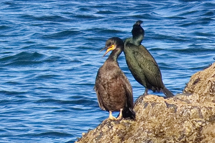 European Shag - Bruce Kerr