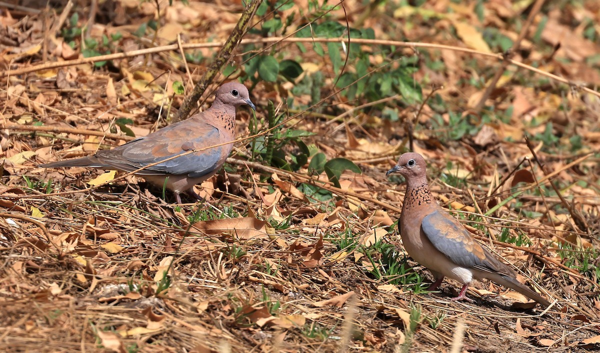 Laughing Dove - ML616764727