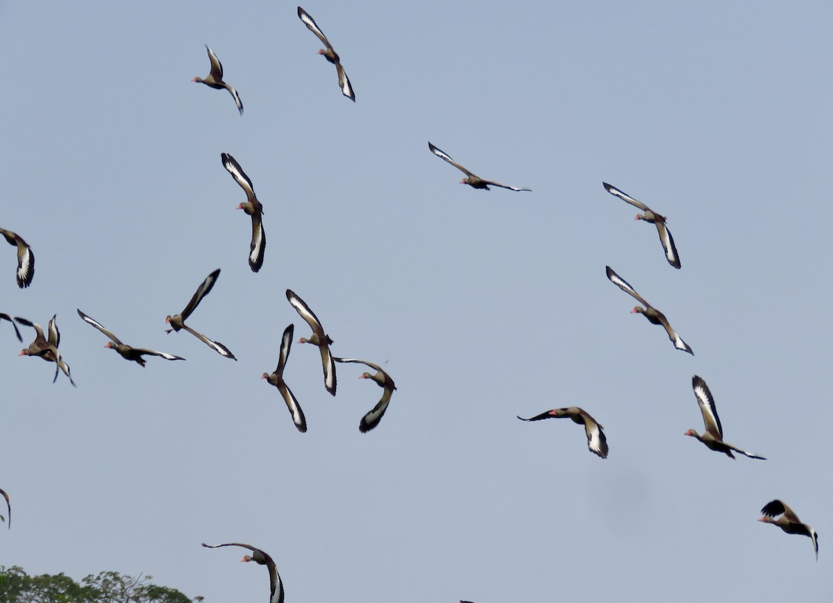 Black-bellied Whistling-Duck - ML616764778