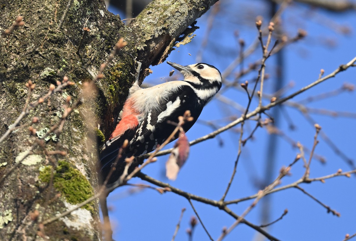 Great Spotted Woodpecker - ML616764784