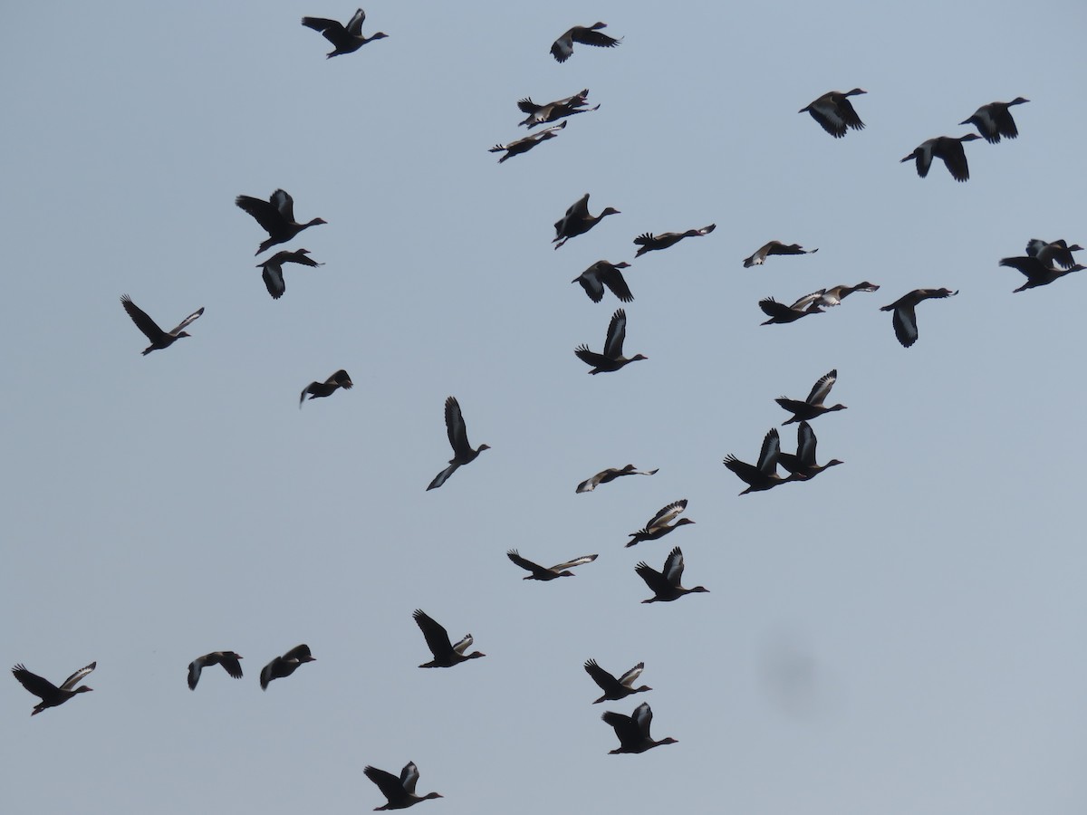 Black-bellied Whistling-Duck - ML616764787