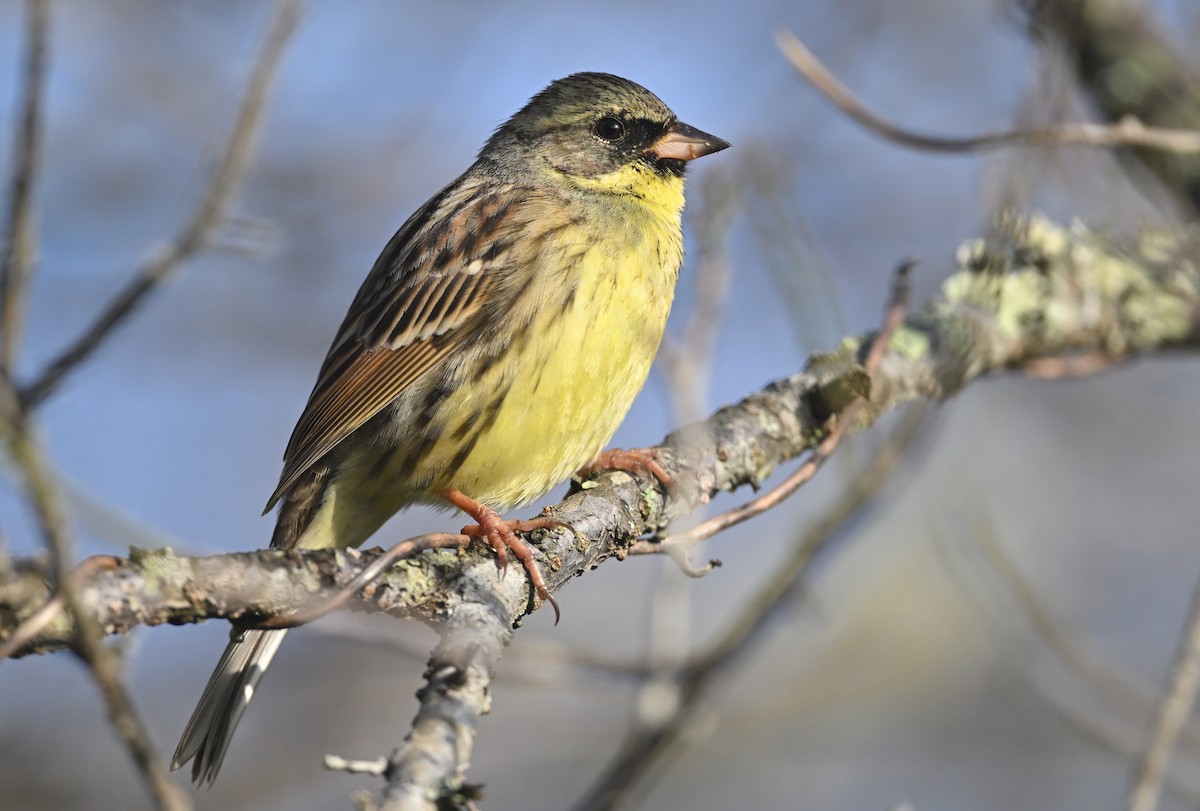 Masked Bunting - ML616764789