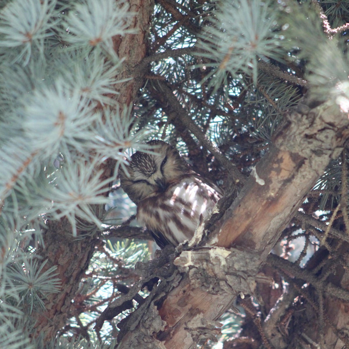 Northern Saw-whet Owl - ML616764793