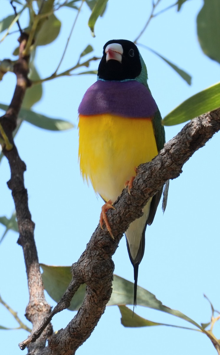 Gouldian Finch - Samantha Duffy