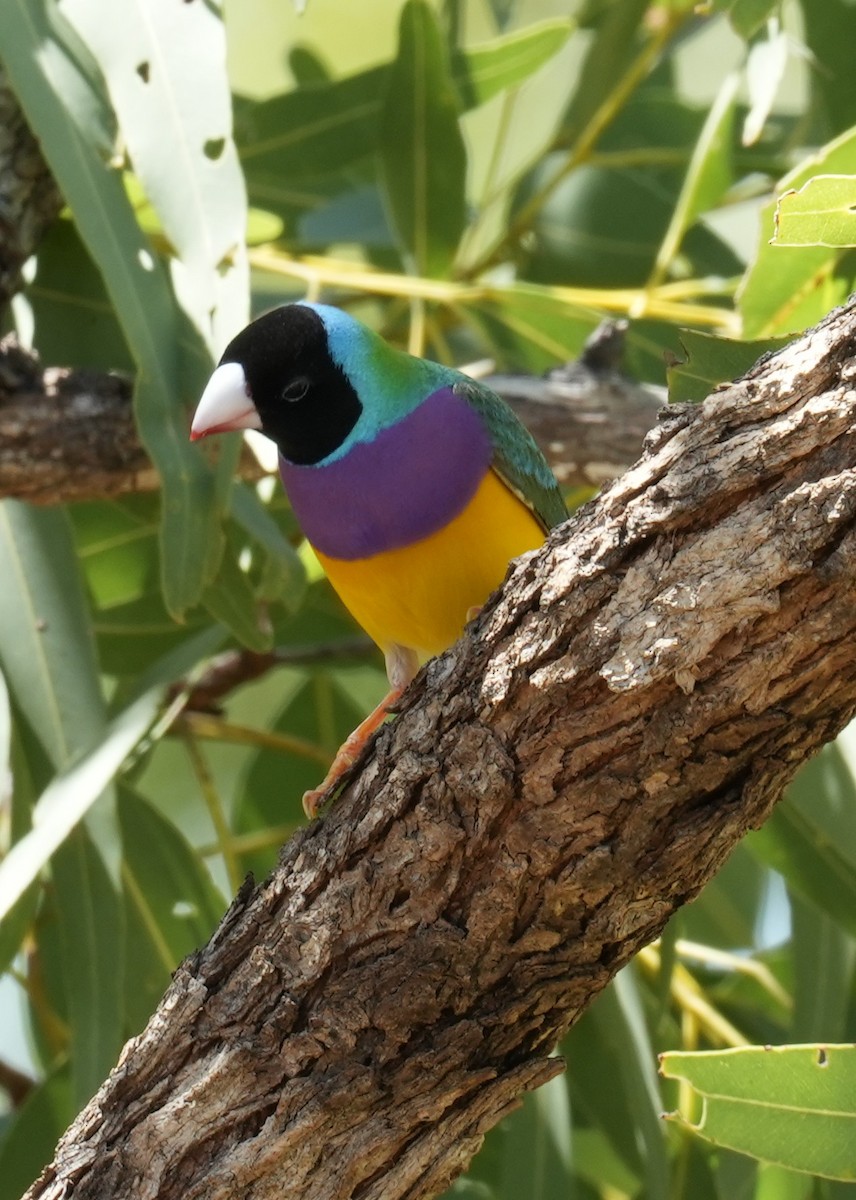 Gouldian Finch - Samantha Duffy