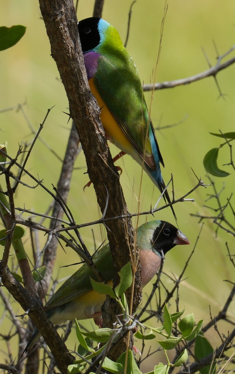 Gouldian Finch - Samantha Duffy