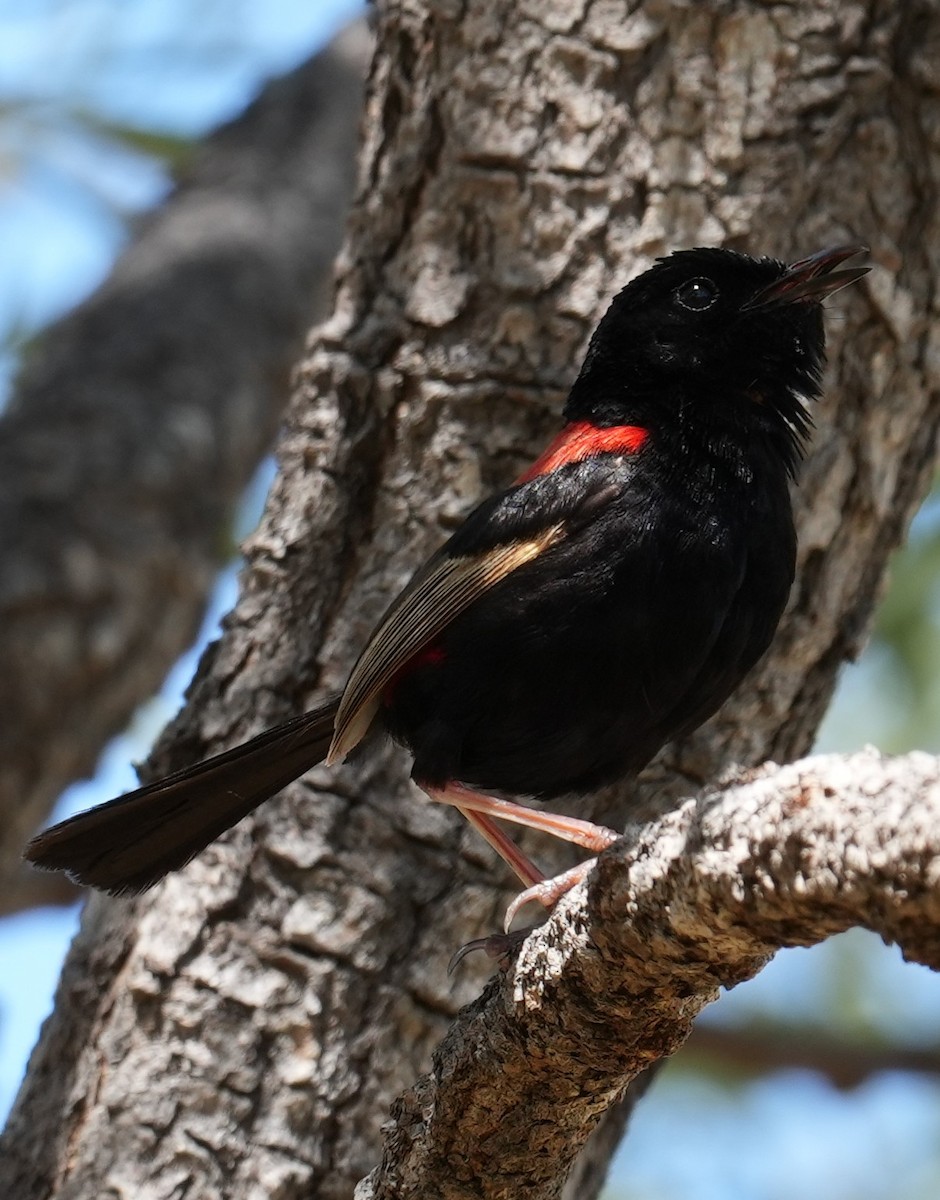 Red-backed Fairywren - Samantha Duffy