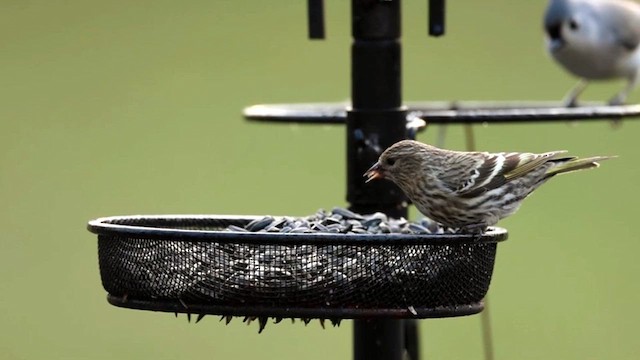 Pine Siskin - ML616764884