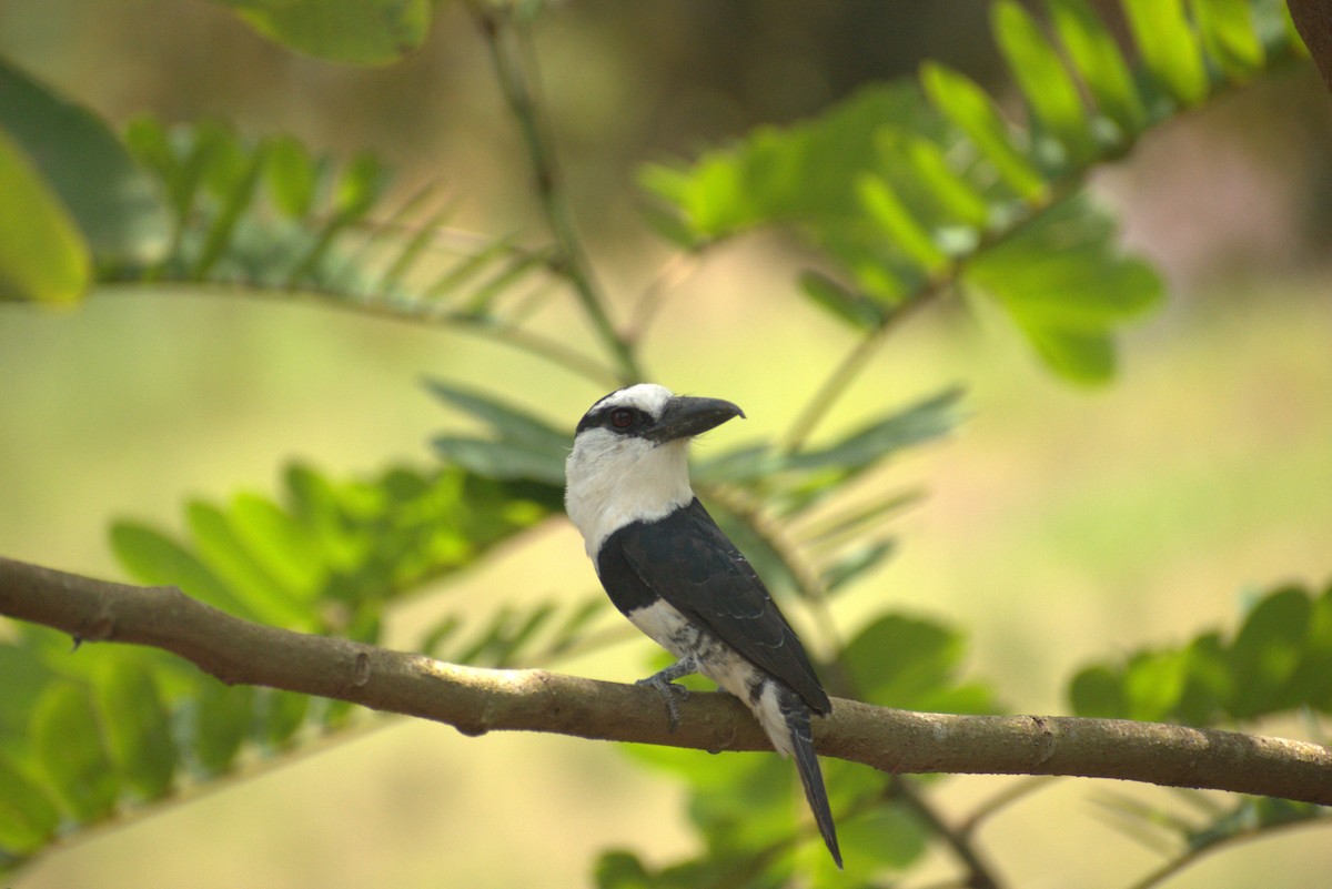 White-necked Puffbird - ML616764922