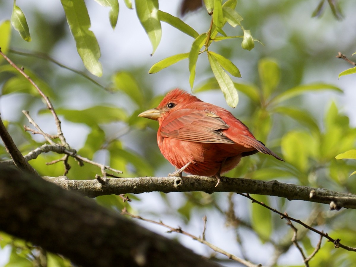 Summer Tanager - ML616764925