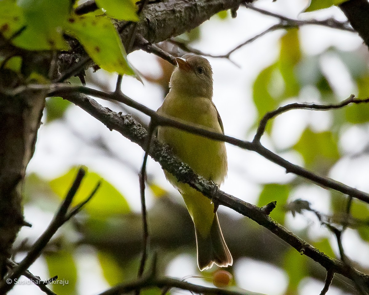 Western Tanager - Sasi Akkiraju