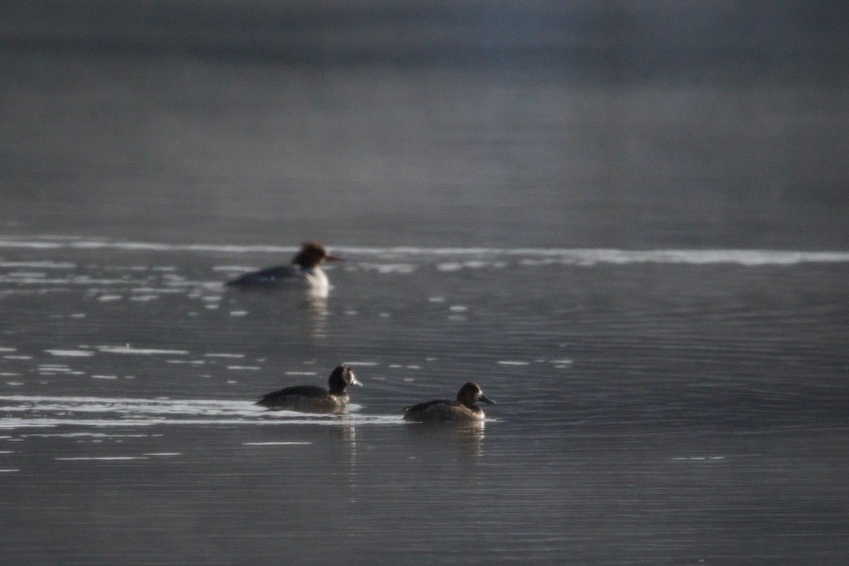 Greater Scaup - ML616764965