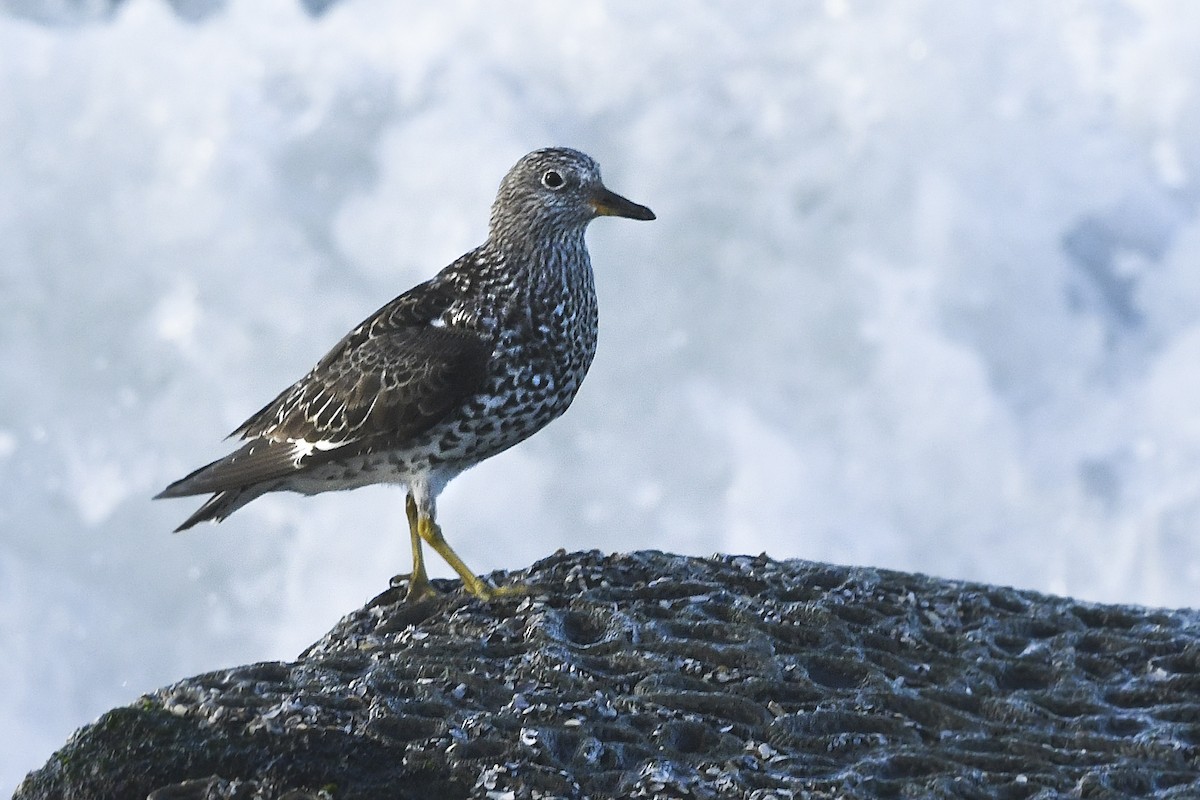 Surfbird - ML616764970