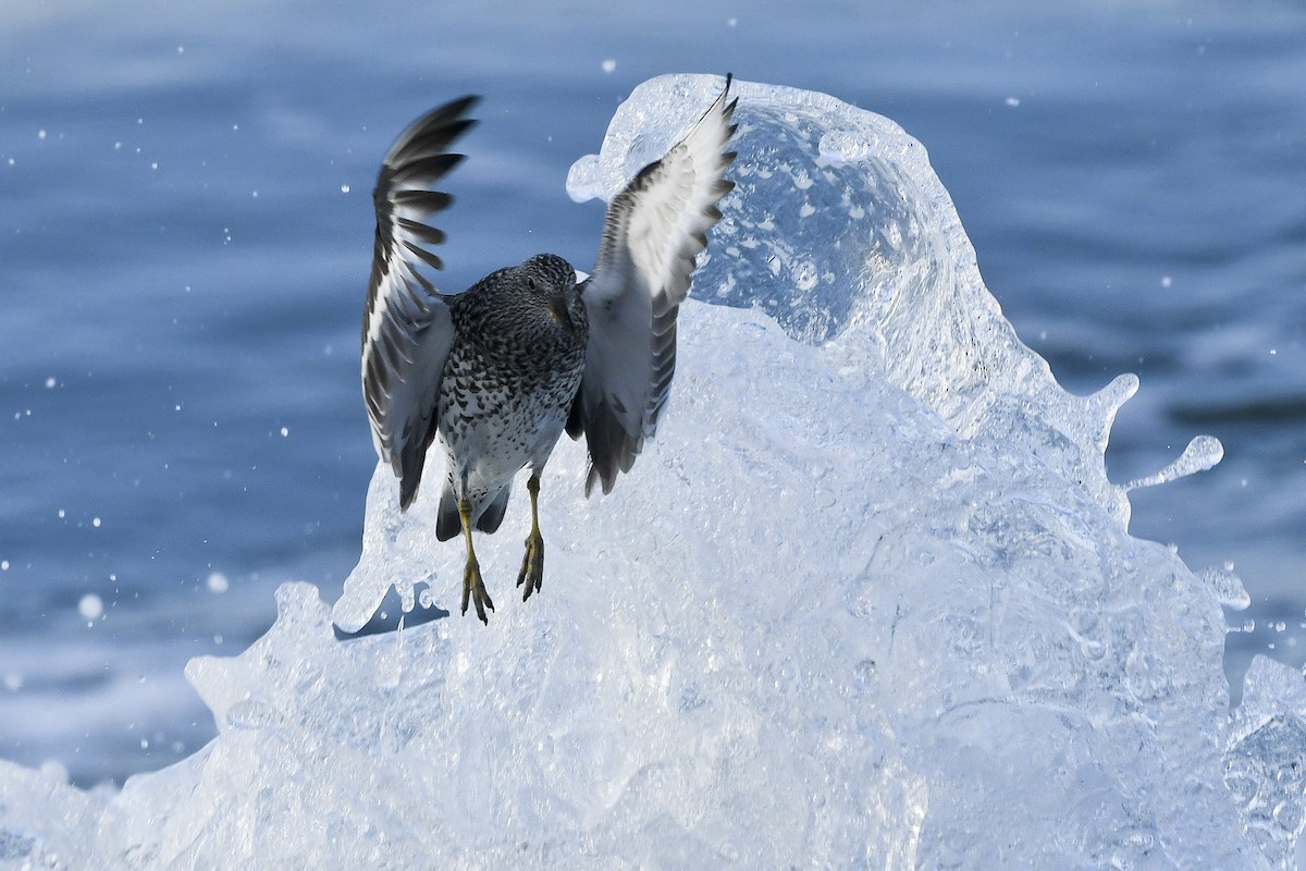 jespák příbojový - ML616764971