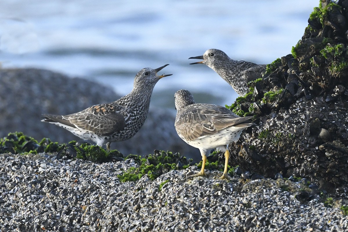 jespák příbojový - ML616764972