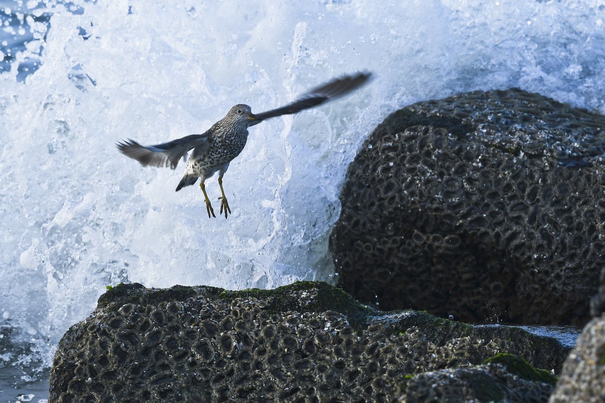 jespák příbojový - ML616764975