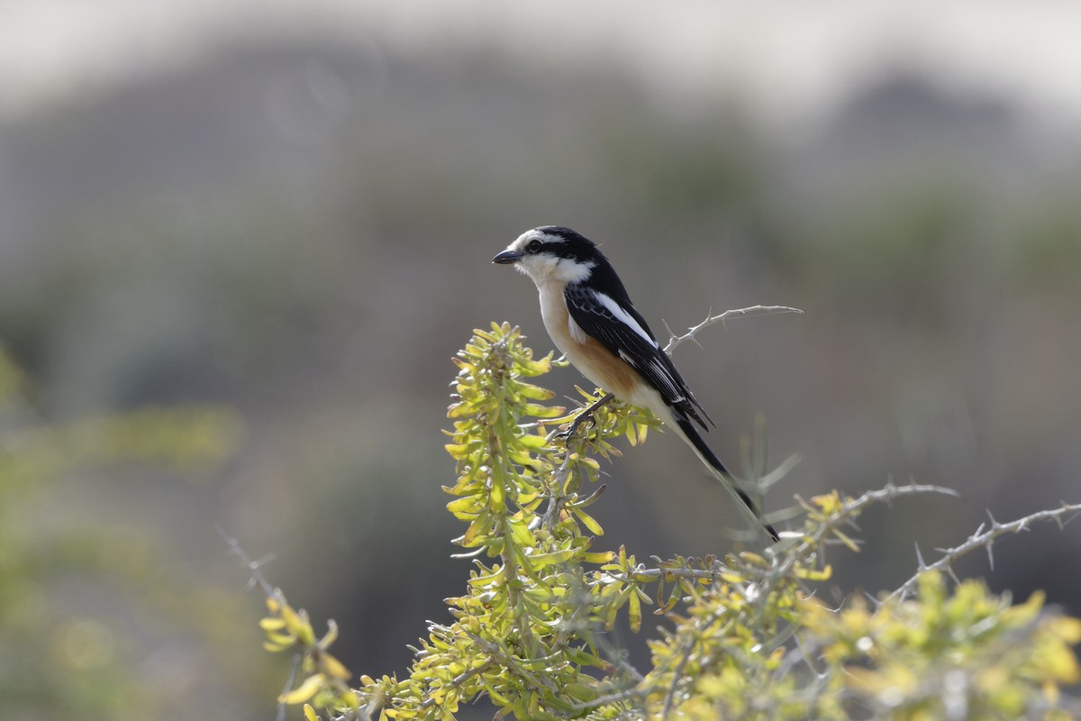 Masked Shrike - ML616764991