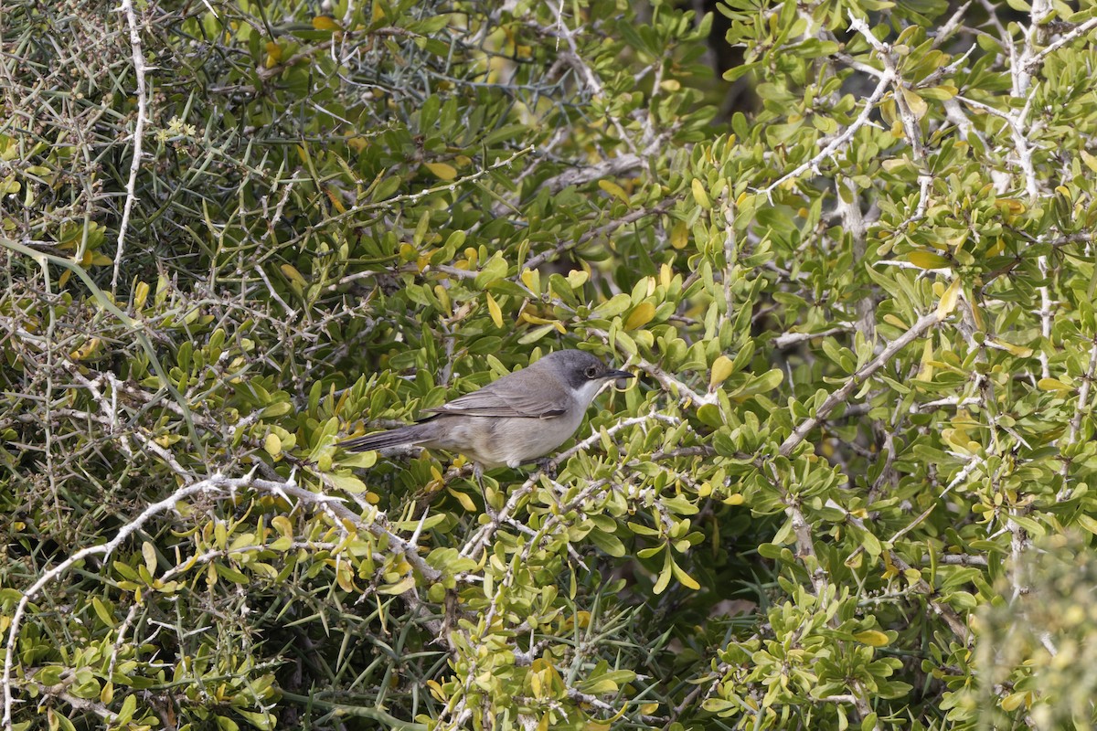 Eastern Orphean Warbler - David Wright