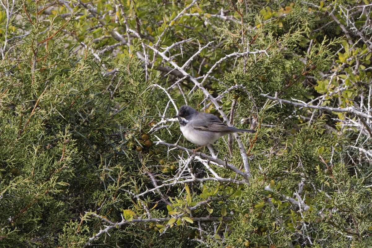 Rüppell's Warbler - ML616765002