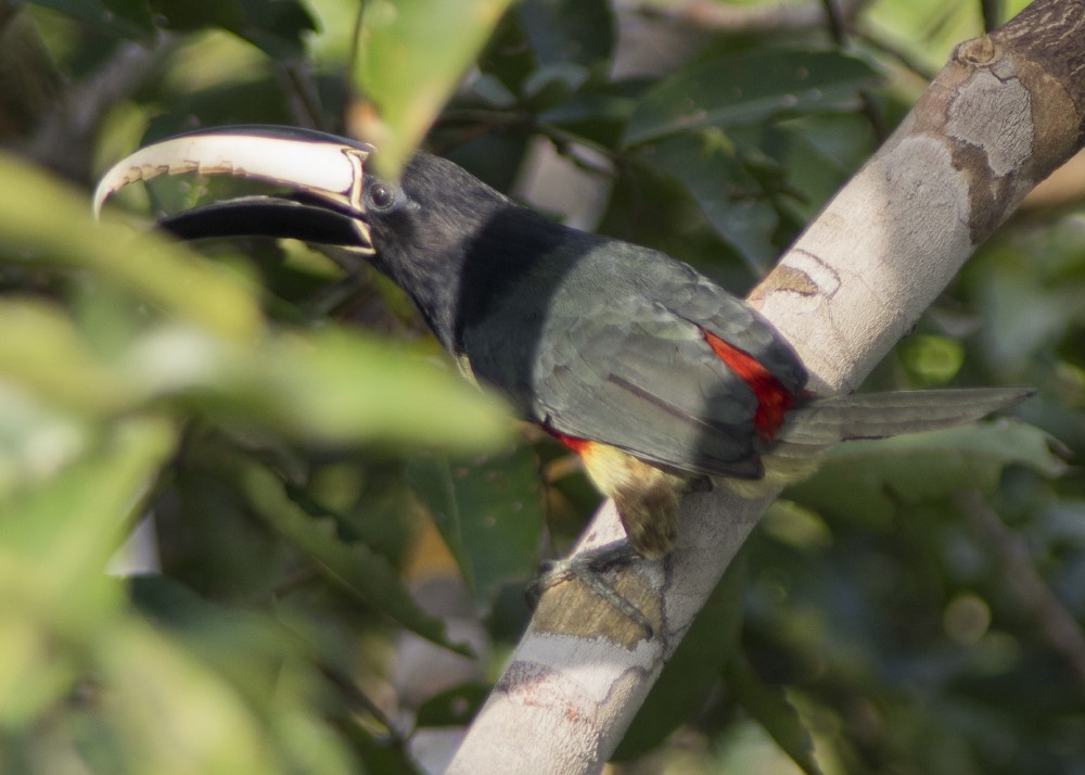 Black-necked Aracari - ML616765008