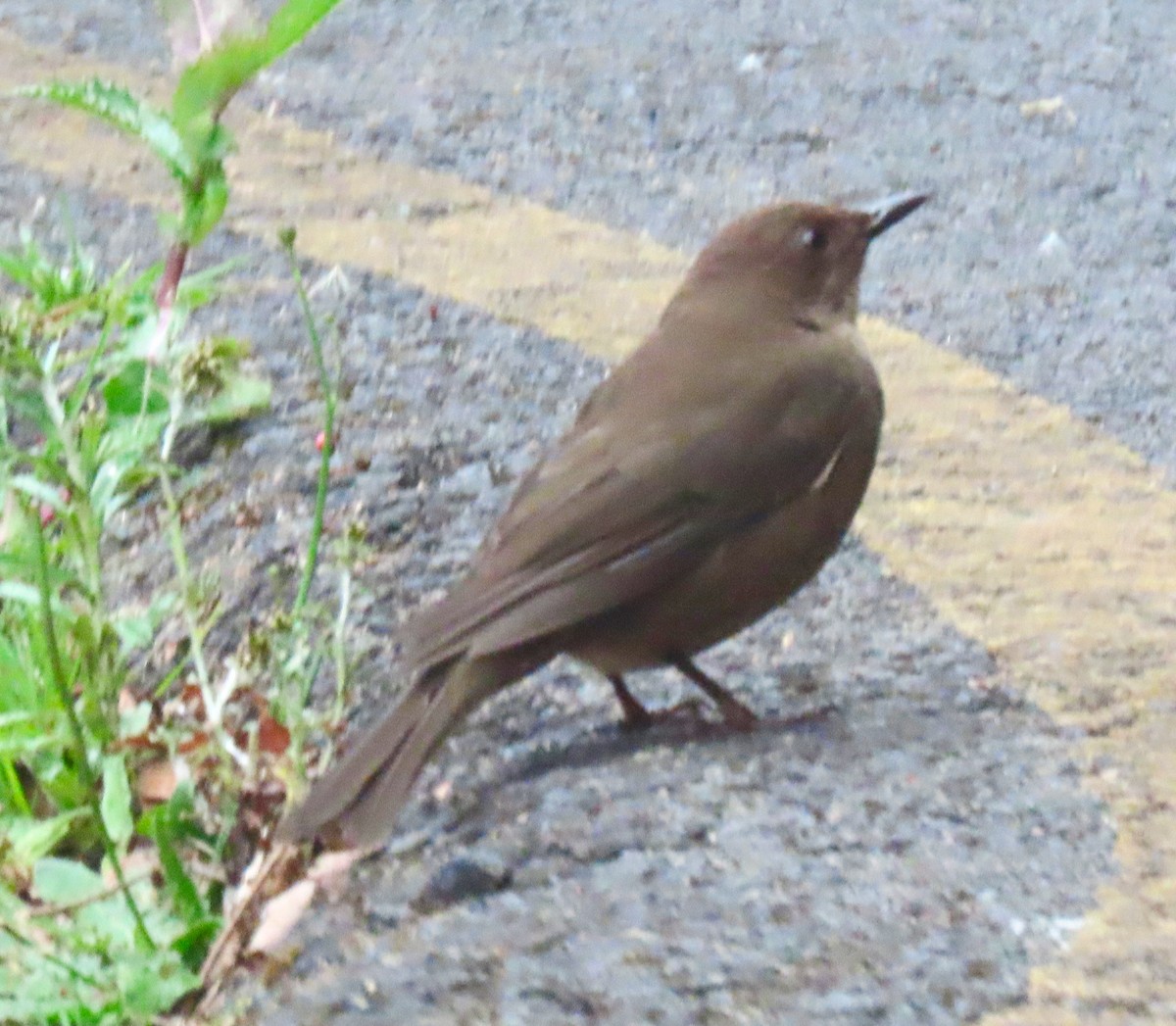 Mountain Thrush - Paul Bedell