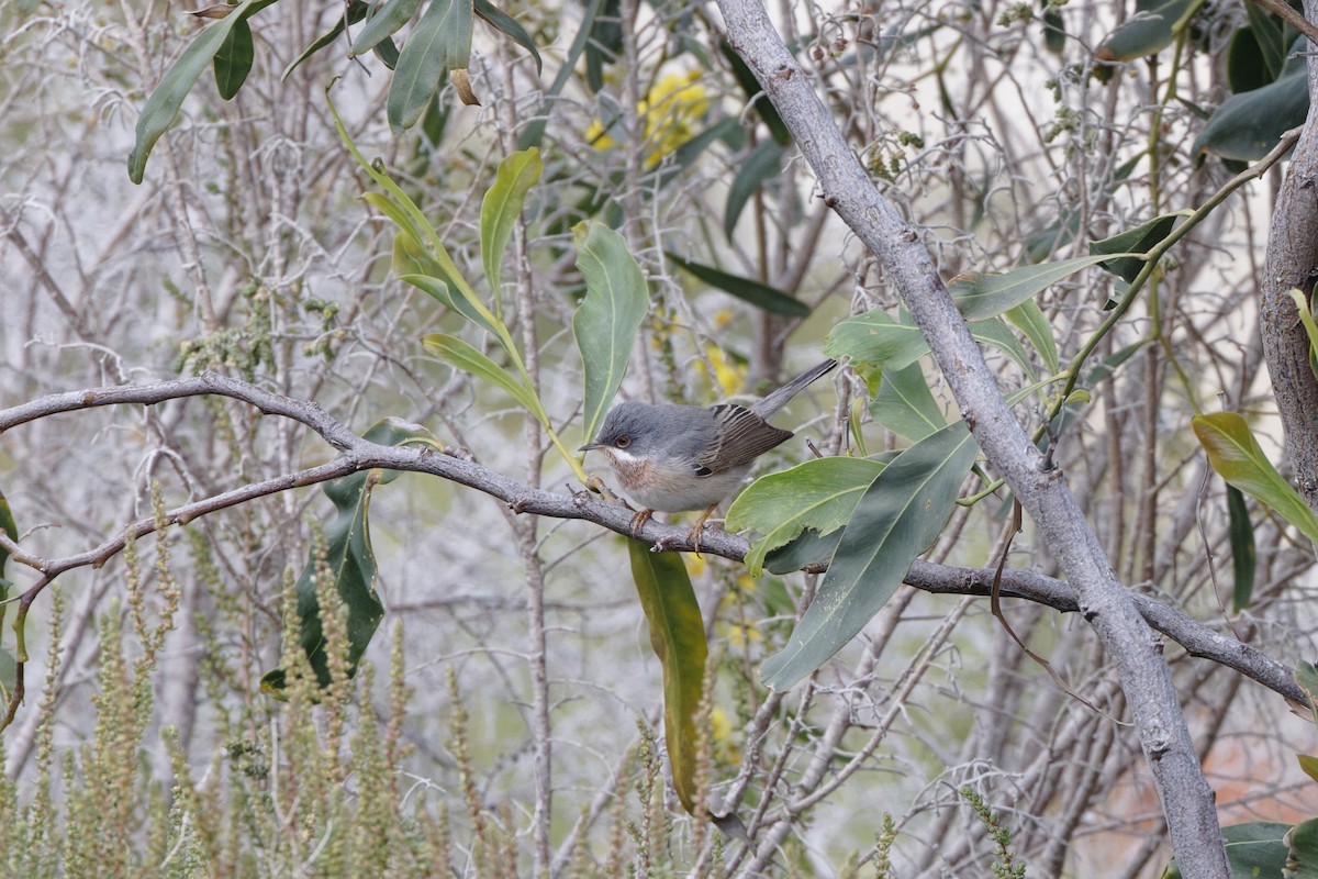 Eastern Subalpine Warbler - ML616765012